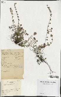 spécimen de Thymus serpyllum