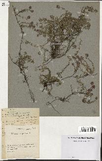 spécimen de Thymus serpyllum
