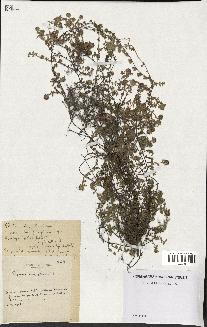 spécimen de Thymus serpyllum