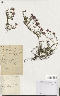 spécimen de Thymus serpyllum