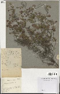 spécimen de Thymus serpyllum