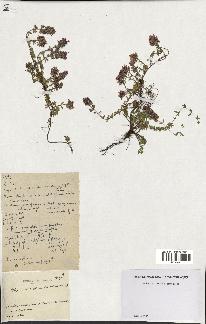 spécimen de Thymus serpyllum