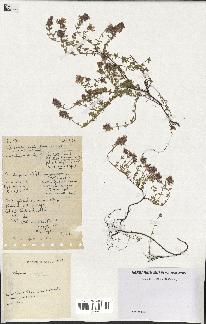 spécimen de Thymus serpyllum