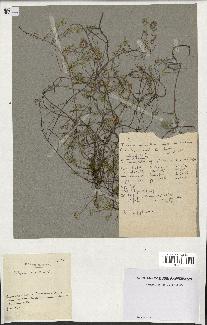 spécimen de Thymus serpyllum