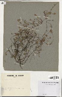 spécimen de Thymus serpyllum