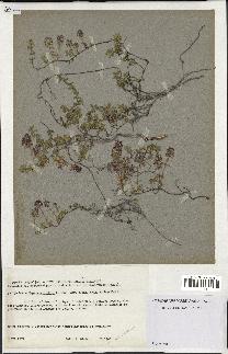 spécimen de Thymus serpyllum