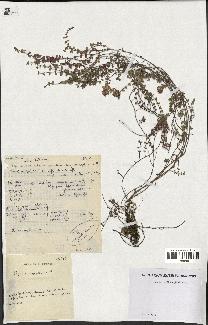 spécimen de Thymus serpyllum