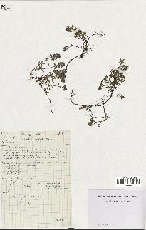 spécimen de Thymus serpyllum
