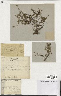 spécimen de Thymus serpyllum