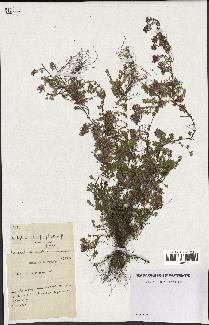 spécimen de Thymus serpyllum