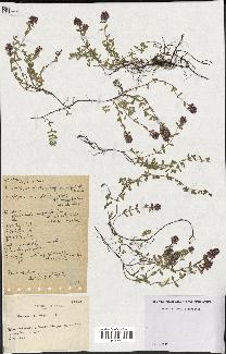 spécimen de Thymus serpyllum