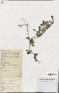 spécimen de Thymus serpyllum