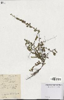 spécimen de Thymus serpyllum