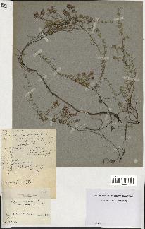 spécimen de Thymus serpyllum
