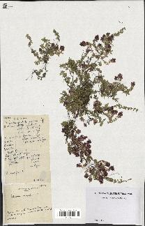 spécimen de Thymus serpyllum
