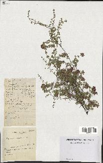 spécimen de Thymus serpyllum