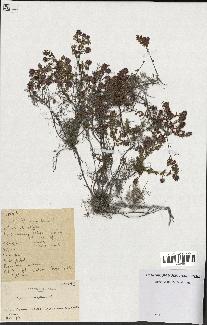 spécimen de Thymus serpyllum