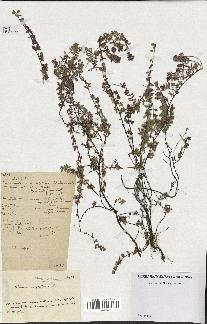 spécimen de Thymus serpyllum