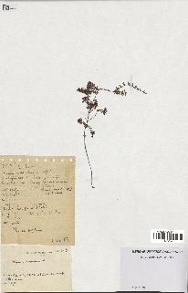 spécimen de Thymus serpyllum