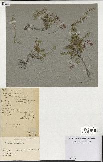 spécimen de Thymus serpyllum
