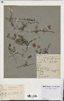 spécimen de Thymus serpyllum
