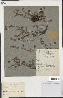 spécimen de Thymus serpyllum