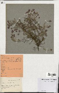 spécimen de Thymus serpyllum