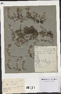 spécimen de Thymus serpyllum