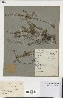 spécimen de Thymus serpyllum
