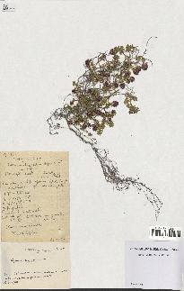 spécimen de Thymus serpyllum