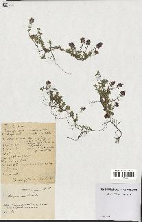 spécimen de Thymus serpyllum