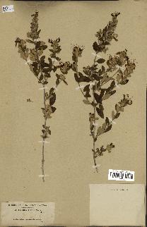 spécimen de Teucrium fruticans