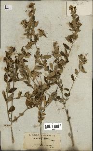 spécimen de Teucrium fruticans