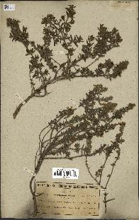 spécimen de Teucrium brevifolium