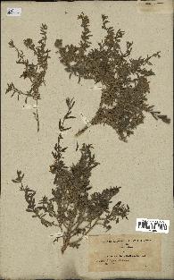 spécimen de Teucrium brevifolium