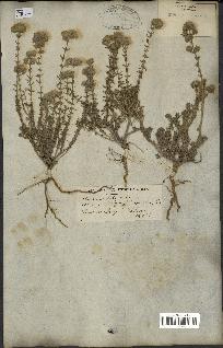 spécimen de Teucrium capitatum