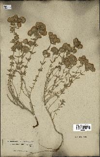 spécimen de Teucrium polium