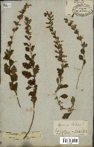 spécimen de Teucrium lucidum