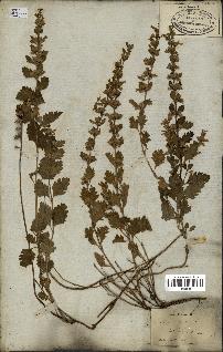 spécimen de Teucrium lucidum