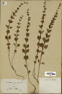 spécimen de Teucrium lucidum