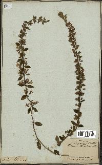 spécimen de Teucrium lucidum