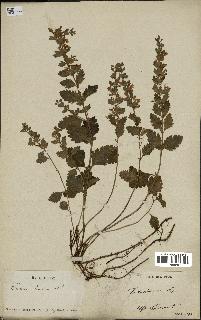 spécimen de Teucrium lucidum