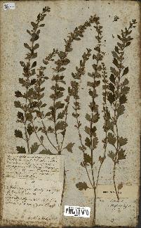 spécimen de Teucrium lucidum