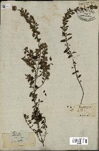 spécimen de Teucrium lucidum