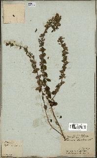 spécimen de Teucrium lucidum