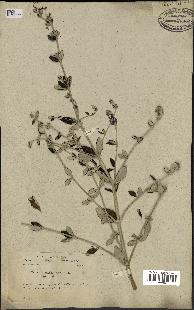 spécimen de Teucrium fruticans