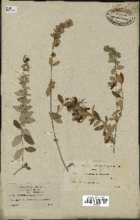 spécimen de Teucrium fruticans