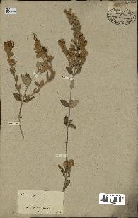 spécimen de Teucrium fruticans