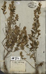 spécimen de Teucrium fruticans