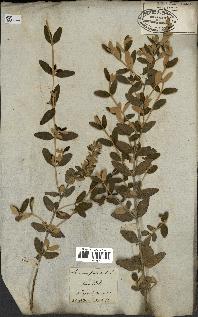 spécimen de Teucrium fruticans